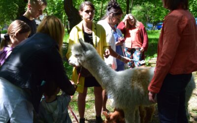 Kolejny raz uczniów w Szpitaliku odwiedziły przesympatyczne alpaki – Karmelek i Marcepanek.