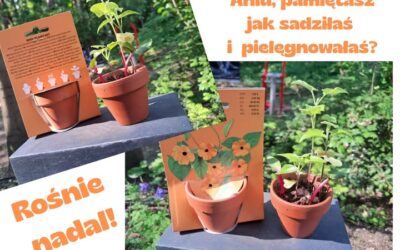 Podczas zajęć w izolatkach – czasem coś sadzimy i dbamy o to, by rosło… 🙂