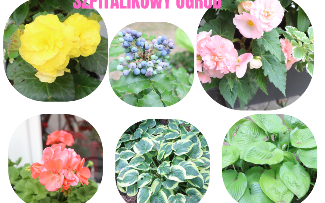 SZPITALIKOWY OGRÓD
