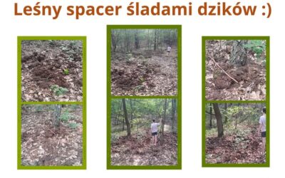 Jak wiadomo nie od dziś ruch to zdrowie! Spacerujemy i obserwujemy 🙂 #innowacjaruchtozdrowieifrajda