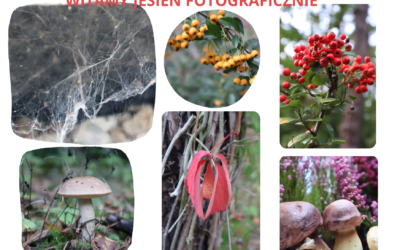 Jesienne warsztaty fotograficzne. Wspaniałe zdjęcia Dominiki.